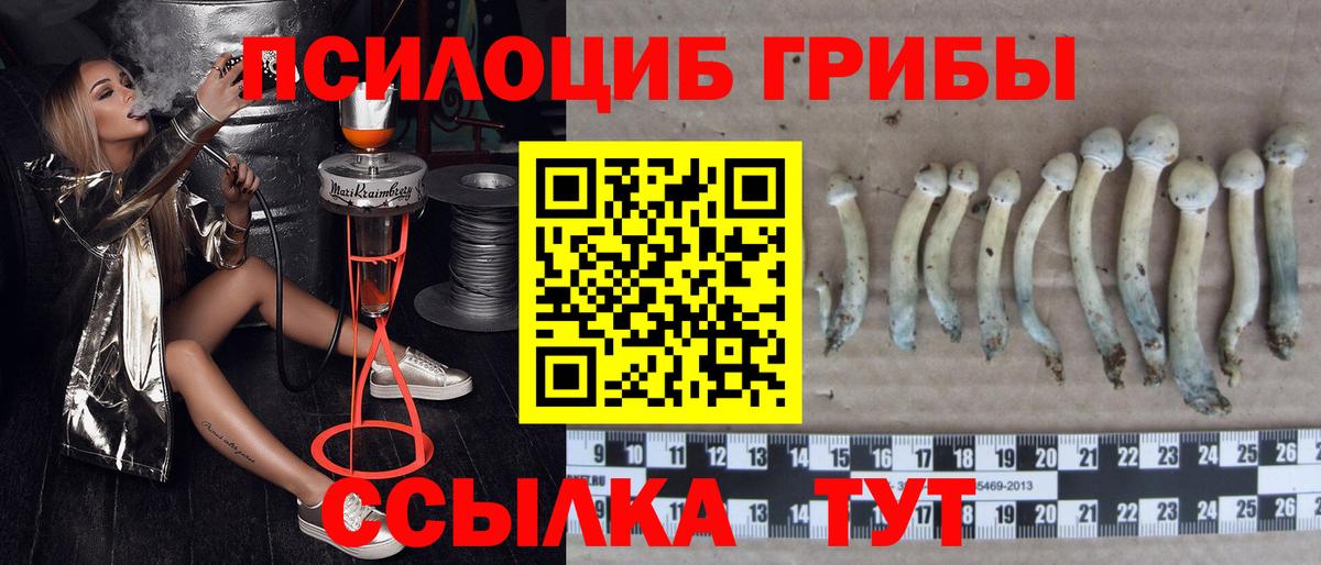 Галлюциногенные грибы GOLDEN TEACHER  Вход с VPN  Татарск 